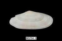 藏品(櫻蛤)的圖片